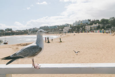 Seagull perching on a beach