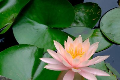 Close-up of lotus water lily in pond