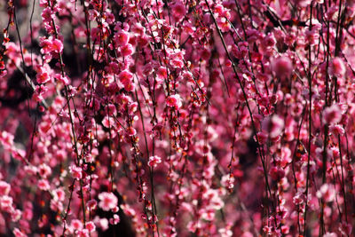 Full frame shot of red flowers