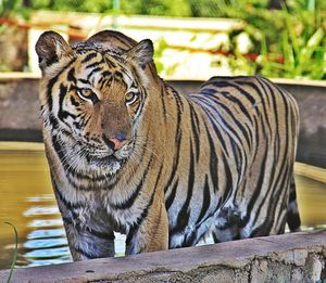 Close up of a tiger