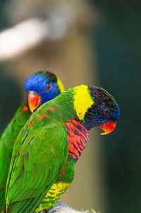Close-up of rainbow lorikeets