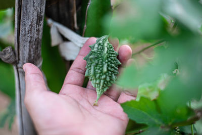 Cropped image of hand holding fruit