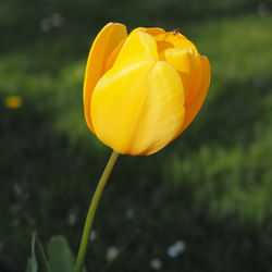 Close-up of yellow tulip