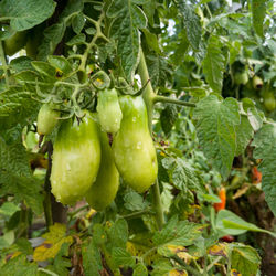 Close-up of fruits growing on plant