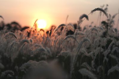 Close-up of crops on field against sky during sunset