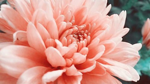 Close-up of pink flowers