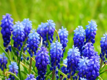 Close-up of fresh purple flowers blooming in field