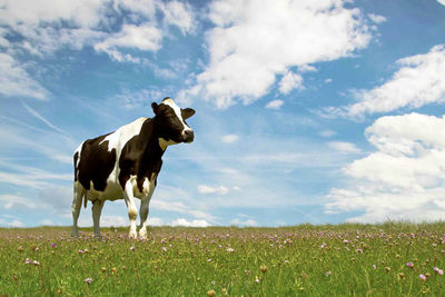 Cows on field against sky