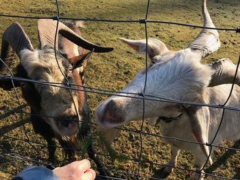 Close-up of hand feeding