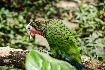 Close-up of parrot perching on tree