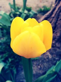 Close-up of yellow flower blooming outdoors