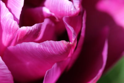 Close-up of pink flowers