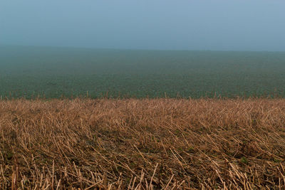 Scenic view of field against clear sky