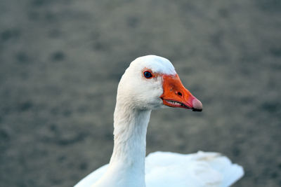 Close-up of a bird looking away