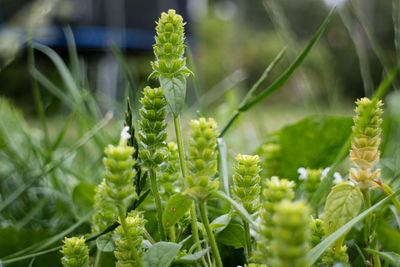 Close-up of fresh green plant