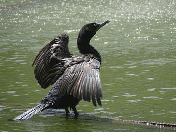 Bird flying over lake