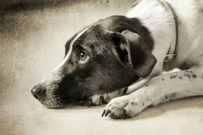 Close-up of dog resting