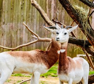 Close-up portrait of deer