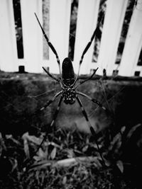 Close-up of spider