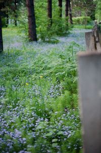 View of trees growing in forest