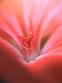Full frame shot of pink flower