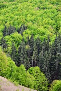 Pine trees in forest
