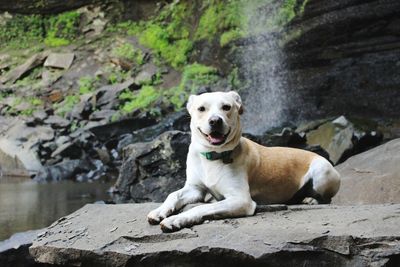 Portrait of dog sitting on rock