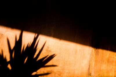 Close-up of shadow on wood