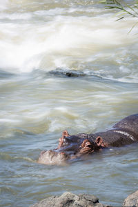 View of crab swimming in sea