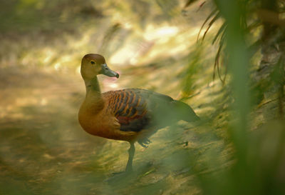 Close-up of a duck