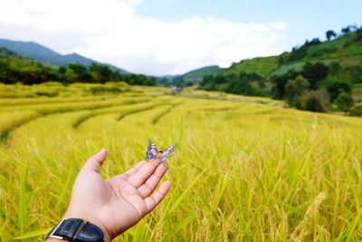 Hand holding plant on field