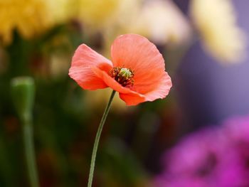 Close-up of red flower