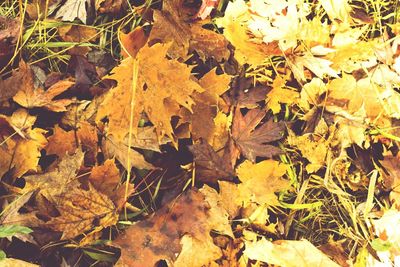 Close-up of yellow maple leaves