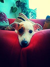 Close-up of dog lying on sofa