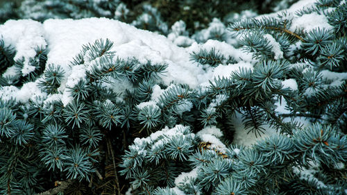 Close-up of pine tree during winter