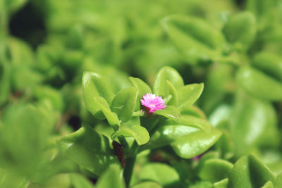 Close-up of pink flowering plant