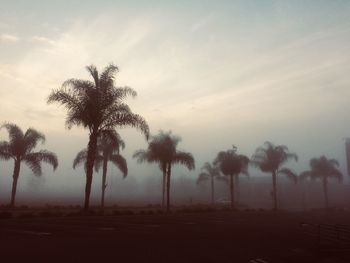 Silhouette palm trees on field against sky