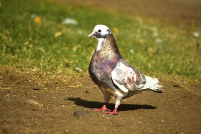Close-up of pigeon perching on a land