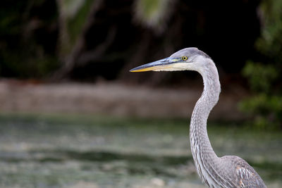 Close-up of gray heron by lake