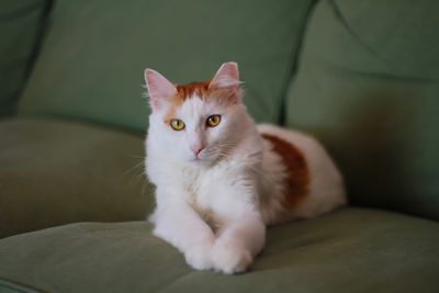 Close-up portrait of cat