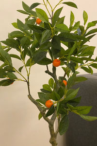 Close-up of orange berries on tree