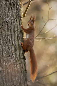 Squirrel on tree trunk