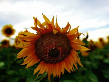 Close-up of sunflower against sky