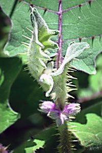 Close-up of plant