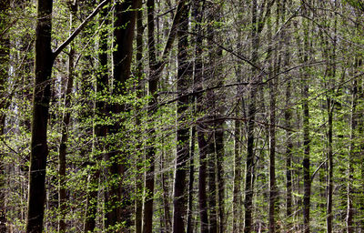 View of trees in forest