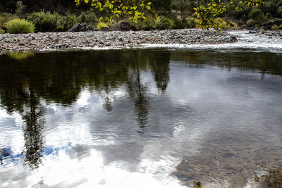 Reflection of trees in water