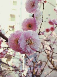 Pink flowers blooming on tree