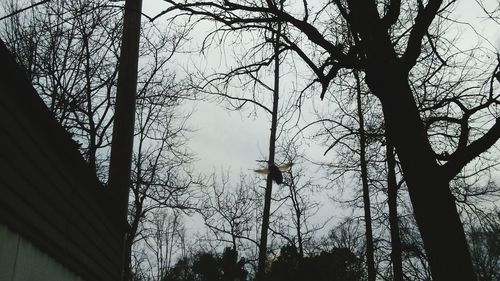 Low angle view of bare trees against sky