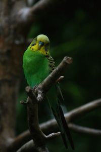 Close-up of budgie perching on branch