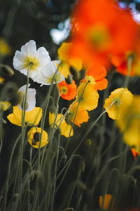 Close-up of yellow flowering plants on field